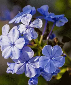 Fast Growing Trees Dark Blue Plumbago See All Shrubs & Hedges