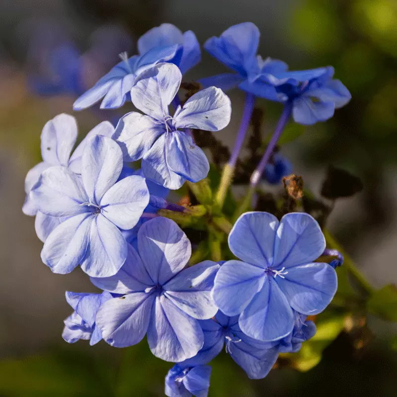 Fast Growing Trees Dark Blue Plumbago See All Shrubs & Hedges 4 Fast Growing Trees Dark Blue Plumbago See All Shrubs & Hedges