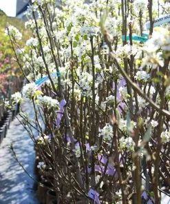 Fast Growing Trees Pear Trees D'Anjou Pear Tree 12 Fast Growing Trees Pear Trees D'Anjou Pear Tree