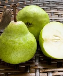 Fast Growing Trees D'Anjou Pear Tree 10 Fast Growing Trees D'Anjou Pear Tree