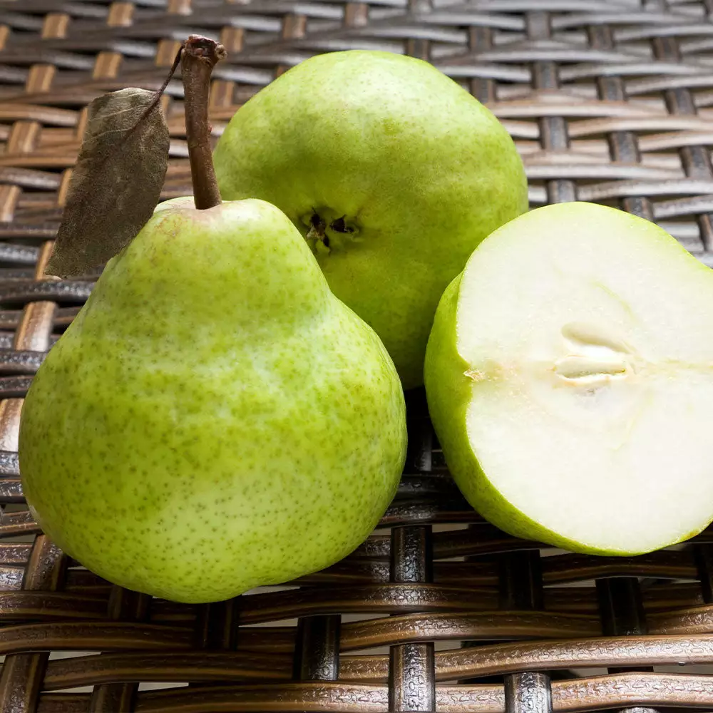 Fast Growing Trees D'Anjou Pear Tree 5 Fast Growing Trees D'Anjou Pear Tree