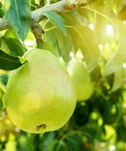 Fast Growing Trees Pear Trees 3-in-1 Pear Surprise Tree 10 Fast Growing Trees Pear Trees 3-in-1 Pear Surprise Tree