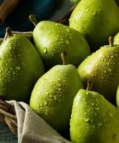Fast Growing Trees Pear Trees D'Anjou Pear Tree 10 Fast Growing Trees Pear Trees D'Anjou Pear Tree