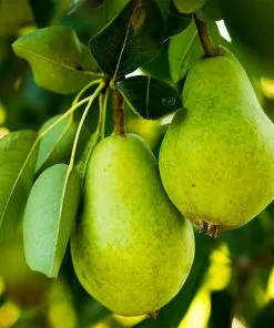 Fast Growing Trees Pear Trees D'Anjou Pear Tree