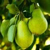 Fast Growing Trees D'Anjou Pear Tree 1 Fast Growing Trees D'Anjou Pear Tree