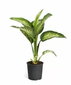 Fast Growing Trees Dieffenbachia Tropic Snow Plant
