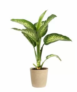 Fast Growing Trees Dieffenbachia Tropic Snow Plant