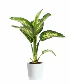Fast Growing Trees Dieffenbachia Tropic Snow Plant