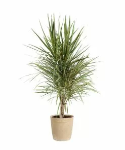 Fast Growing Trees Air Purifying House Plants Dracaena Bi-Color Braided Plant 19 Fast Growing Trees Air Purifying House Plants Dracaena Bi-Color Braided Plant
