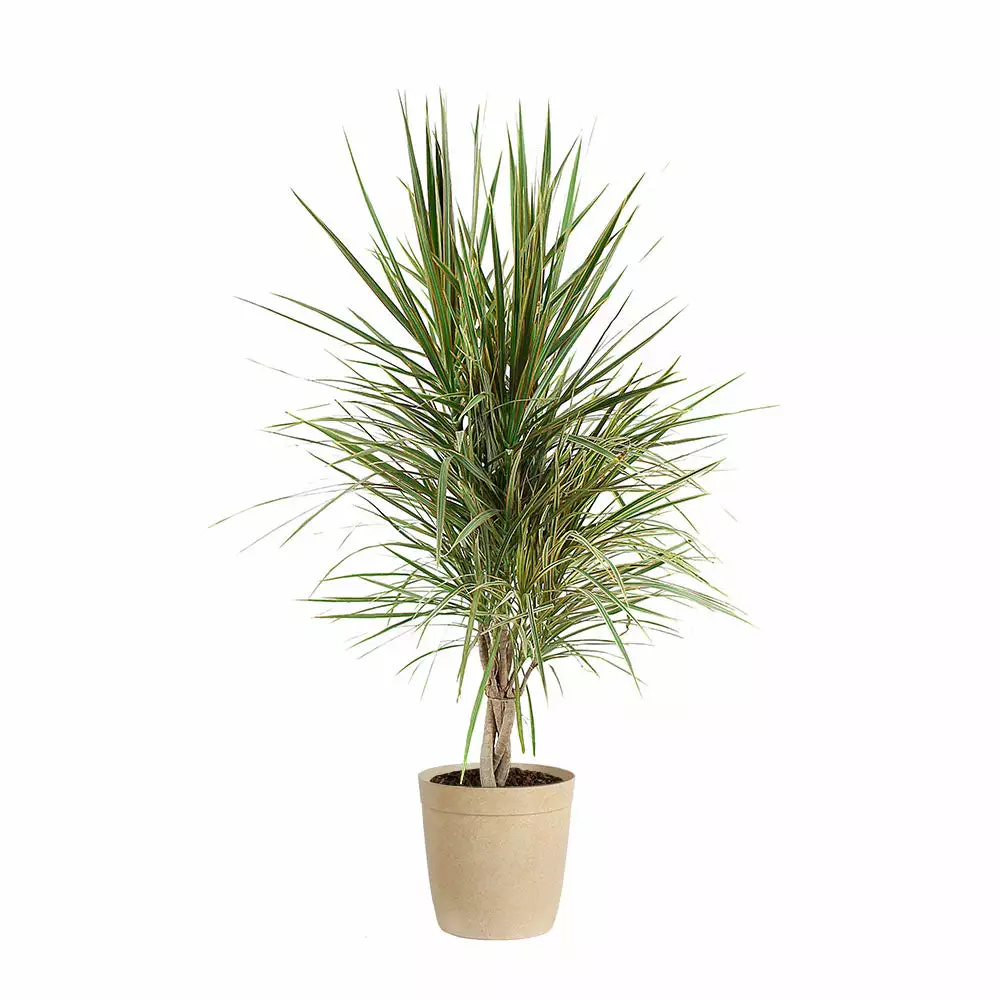 Fast Growing Trees Air Purifying House Plants Dracaena Bi-Color Braided Plant 10 Fast Growing Trees Air Purifying House Plants Dracaena Bi-Color Braided Plant