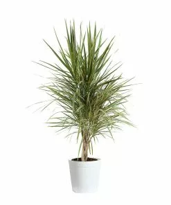 Fast Growing Trees Air Purifying House Plants Dracaena Bi-Color Braided Plant 20 Fast Growing Trees Air Purifying House Plants Dracaena Bi-Color Braided Plant