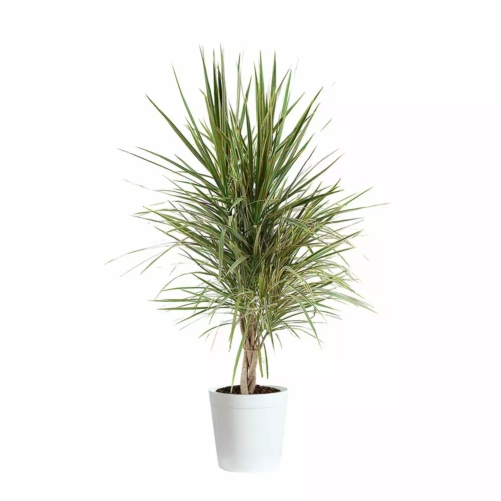 Fast Growing Trees Air Purifying House Plants Dracaena Bi-Color Braided Plant 11 Fast Growing Trees Air Purifying House Plants Dracaena Bi-Color Braided Plant
