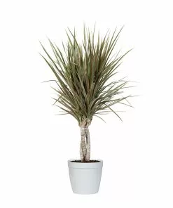 Fast Growing Trees Air Purifying House Plants Dracaena Bi-Color Braided Plant 18 Fast Growing Trees Air Purifying House Plants Dracaena Bi-Color Braided Plant