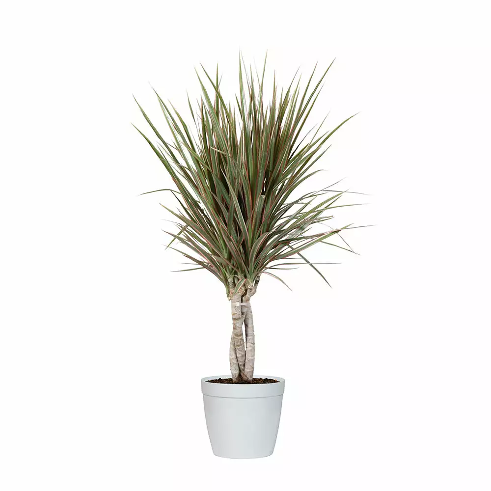 Fast Growing Trees Air Purifying House Plants Dracaena Bi-Color Braided Plant 9 Fast Growing Trees Air Purifying House Plants Dracaena Bi-Color Braided Plant