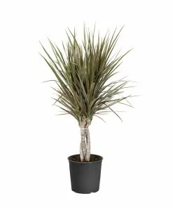 Fast Growing Trees Air Purifying House Plants Dracaena Bi-Color Braided Plant 17 Fast Growing Trees Air Purifying House Plants Dracaena Bi-Color Braided Plant