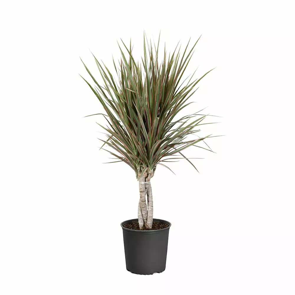 Fast Growing Trees Air Purifying House Plants Dracaena Bi-Color Braided Plant 8 Fast Growing Trees Air Purifying House Plants Dracaena Bi-Color Braided Plant