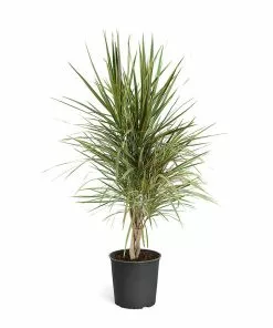 Fast Growing Trees Air Purifying House Plants Dracaena Bi-Color Braided Plant 21 Fast Growing Trees Air Purifying House Plants Dracaena Bi-Color Braided Plant