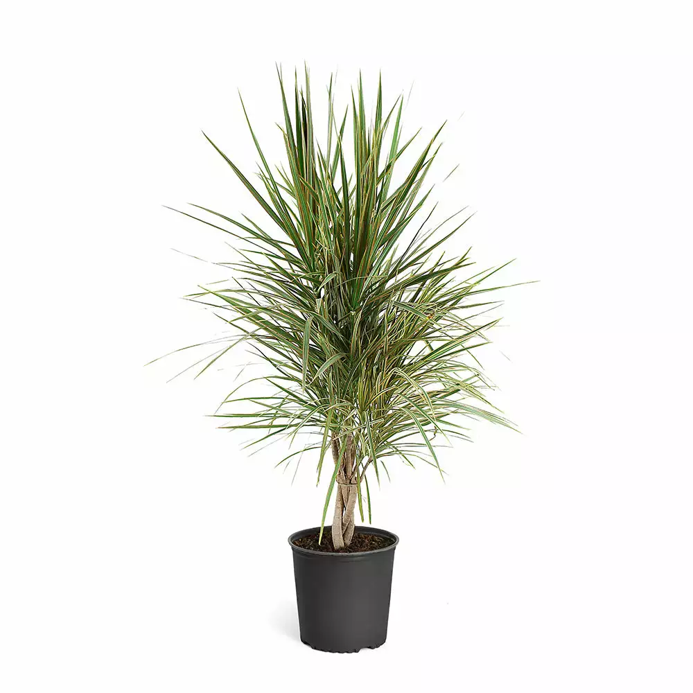 Fast Growing Trees Air Purifying House Plants Dracaena Bi-Color Braided Plant 12 Fast Growing Trees Air Purifying House Plants Dracaena Bi-Color Braided Plant