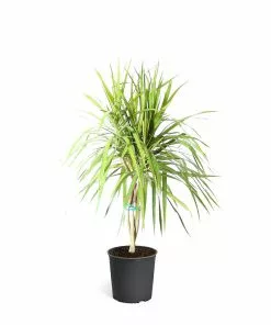 Fast Growing Trees Air Purifying House Plants Braided Madagascar Dragon Tree 24 Fast Growing Trees Air Purifying House Plants Braided Madagascar Dragon Tree