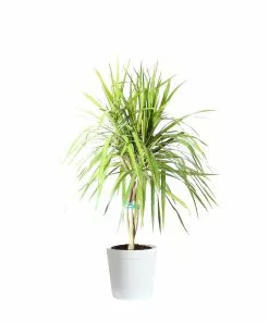 Fast Growing Trees Air Purifying House Plants Braided Madagascar Dragon Tree 22 Fast Growing Trees Air Purifying House Plants Braided Madagascar Dragon Tree
