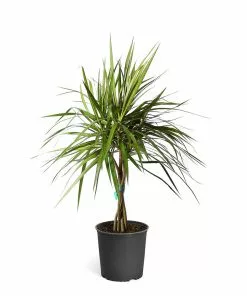 Fast Growing Trees Air Purifying House Plants Braided Madagascar Dragon Tree 21 Fast Growing Trees Air Purifying House Plants Braided Madagascar Dragon Tree
