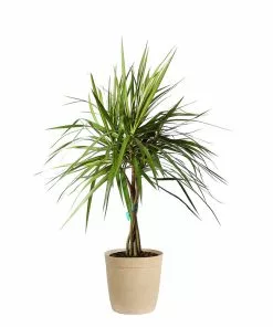 Fast Growing Trees Air Purifying House Plants Braided Madagascar Dragon Tree 19 Fast Growing Trees Air Purifying House Plants Braided Madagascar Dragon Tree