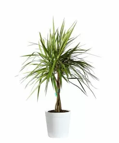 Fast Growing Trees Air Purifying House Plants Braided Madagascar Dragon Tree 20 Fast Growing Trees Air Purifying House Plants Braided Madagascar Dragon Tree