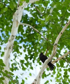 Fast Growing Trees Birch Trees Dakota Pinnacle Birch Tree 9 Fast Growing Trees Birch Trees Dakota Pinnacle Birch Tree