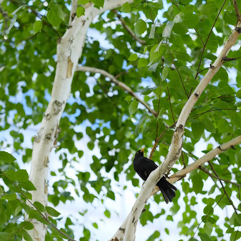 Fast Growing Trees Birch Trees Dakota Pinnacle Birch Tree 6 Fast Growing Trees Birch Trees Dakota Pinnacle Birch Tree