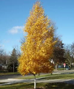 Fast Growing Trees Birch Trees Dakota Pinnacle Birch Tree 8 Fast Growing Trees Birch Trees Dakota Pinnacle Birch Tree