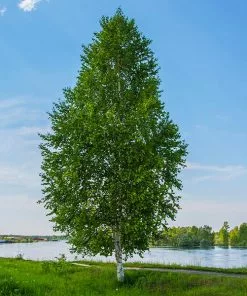 Fast Growing Trees Birch Trees Dakota Pinnacle Birch Tree