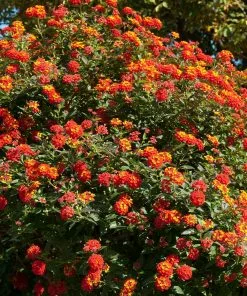 Fast Growing Trees Deer Resistant Plants Dallas Red Lantana 10 Fast Growing Trees Deer Resistant Plants Dallas Red Lantana