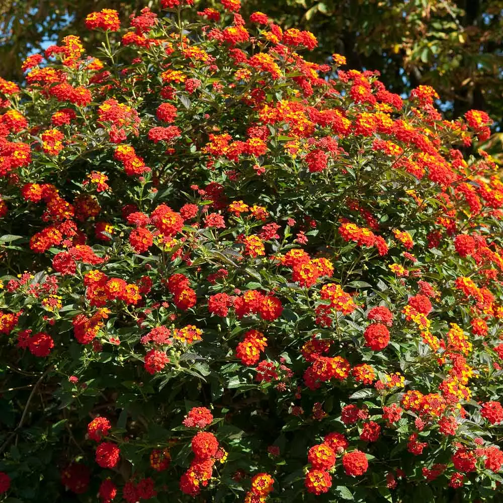 Fast Growing Trees Deer Resistant Plants Dallas Red Lantana 6 Fast Growing Trees Deer Resistant Plants Dallas Red Lantana