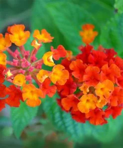 Fast Growing Trees Deer Resistant Plants Dallas Red Lantana 9 Fast Growing Trees Deer Resistant Plants Dallas Red Lantana