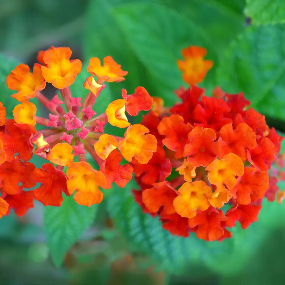 Fast Growing Trees Deer Resistant Plants Dallas Red Lantana 5 Fast Growing Trees Deer Resistant Plants Dallas Red Lantana
