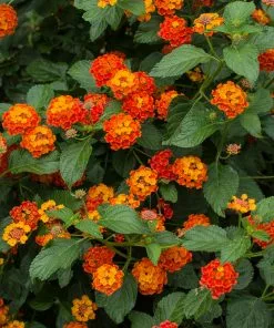 Fast Growing Trees Deer Resistant Plants Dallas Red Lantana