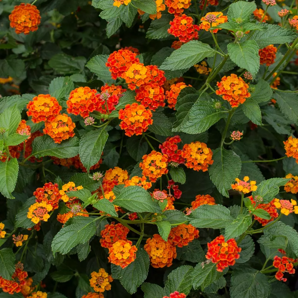 Fast Growing Trees Deer Resistant Plants Dallas Red Lantana 4 Fast Growing Trees Deer Resistant Plants Dallas Red Lantana