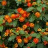 Fast Growing Trees Deer Resistant Plants Dallas Red Lantana 2 Fast Growing Trees Deer Resistant Plants Dallas Red Lantana