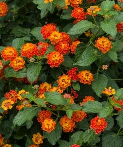 Fast Growing Trees Deer Resistant Plants Dallas Red Lantana