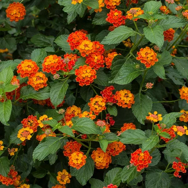 Fast Growing Trees Deer Resistant Plants Dallas Red Lantana 3 Fast Growing Trees Deer Resistant Plants Dallas Red Lantana