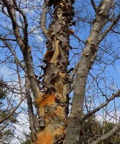 Fast Growing Trees Elm Trees DannaSpire Columnar Elm Tree