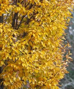 Fast Growing Trees Elm Trees DannaSpire Columnar Elm Tree