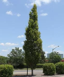 Fast Growing Trees Elm Trees DannaSpire Columnar Elm Tree