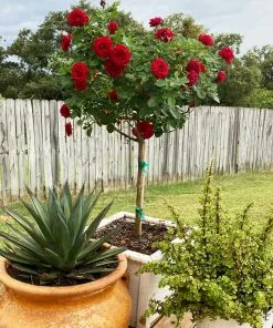 Fast Growing Trees Rose Trees Dancing In The Dark™ Rose Tree 9 Fast Growing Trees Rose Trees Dancing In The Dark™ Rose Tree