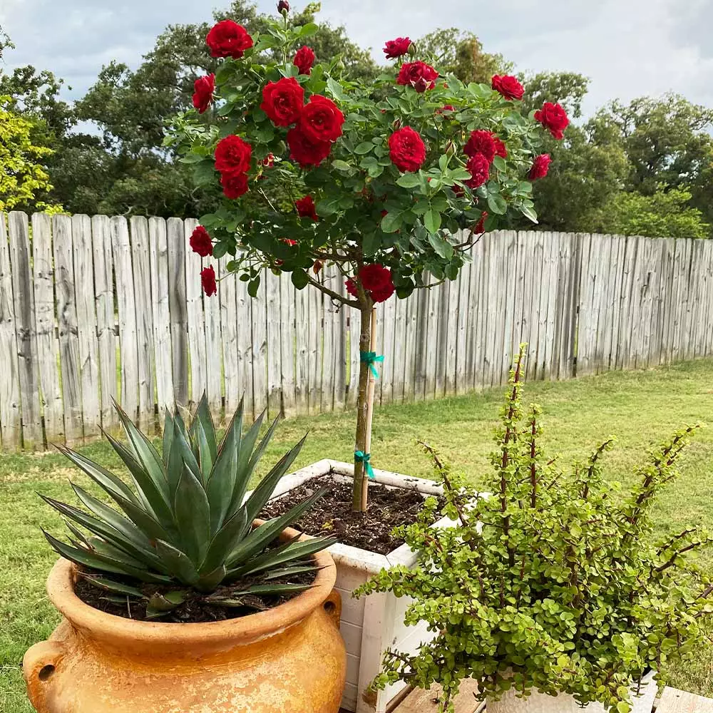 Fast Growing Trees Rose Trees Dancing In The Dark™ Rose Tree 6 Fast Growing Trees Rose Trees Dancing In The Dark™ Rose Tree