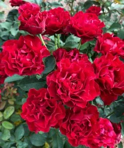 Fast Growing Trees Rose Trees Dancing In The Dark™ Rose Tree 8 Fast Growing Trees Rose Trees Dancing In The Dark™ Rose Tree