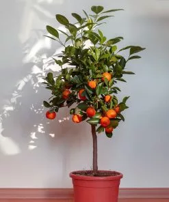 Fast Growing Trees Shop Indoor & Patio Fruit Dancy Tangerine Tree 9 Fast Growing Trees Shop Indoor & Patio Fruit Dancy Tangerine Tree