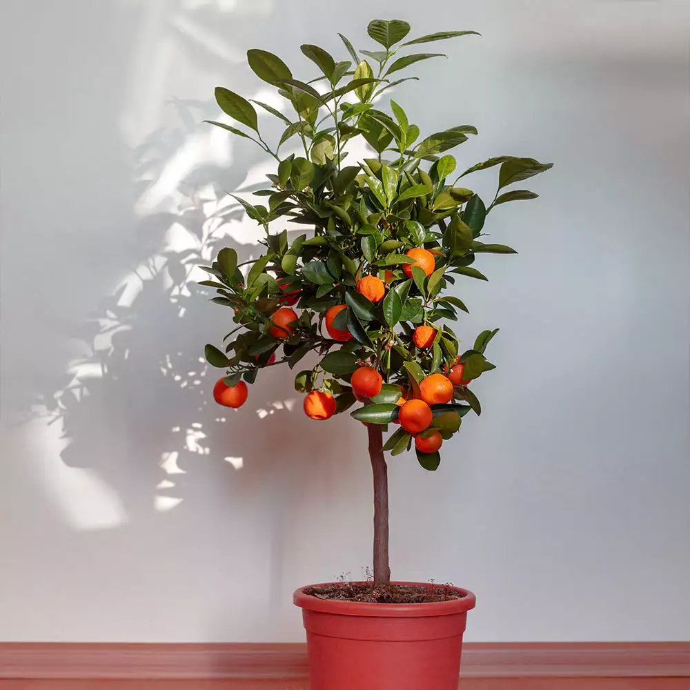 Fast Growing Trees Shop Indoor & Patio Fruit Dancy Tangerine Tree 5 Fast Growing Trees Shop Indoor & Patio Fruit Dancy Tangerine Tree