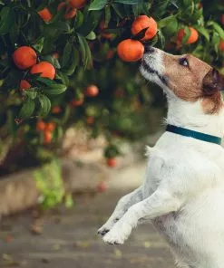 Fast Growing Trees Shop Indoor & Patio Fruit Dancy Tangerine Tree