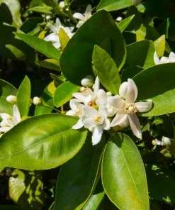Fast Growing Trees Shop Indoor & Patio Fruit Dancy Tangerine Tree 11 Fast Growing Trees Shop Indoor & Patio Fruit Dancy Tangerine Tree